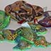 Sand Reptiles